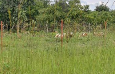 2.45 HECTARES TITLED SMALLHOLDING FARM FOR SALE TURNPIKE JUNCTION ALONG MAZABUKA ROAD